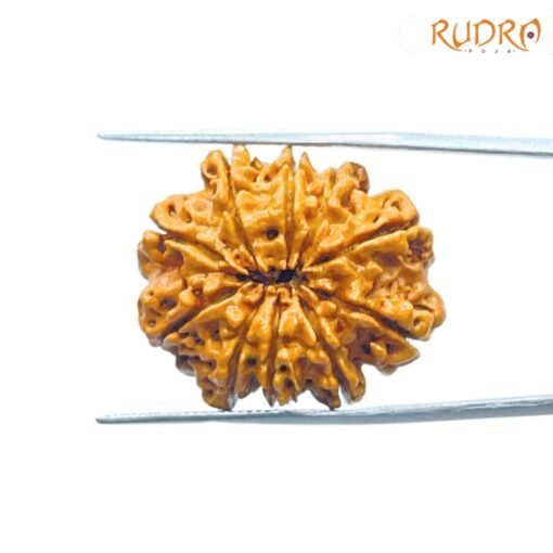 10-Mukhi-Rudraksha-Nepal-27.72mm-BP-C.jpg