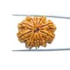 10 Mukhi Rudraksha Nepal - (27.72Mm) 11 10-Mukhi-Rudraksha-Nepal-27.72Mm-Mp-C.jpg