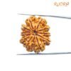 10 Mukhi Rudraksha Nepal - (27.72Mm) 13 10-Mukhi-Rudraksha-Nepal-27.72Mm-Sp-C.jpg