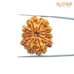 10 Mukhi Rudraksha Nepal - (27.72Mm) 7 10-Mukhi-Rudraksha-Nepal-27.72Mm-Sp-C.jpg