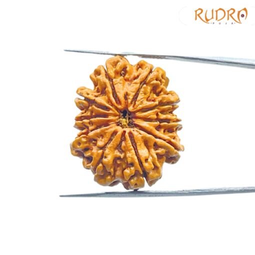 10-Mukhi-Rudraksha-Nepal-27.72mm-SP-C.jpg