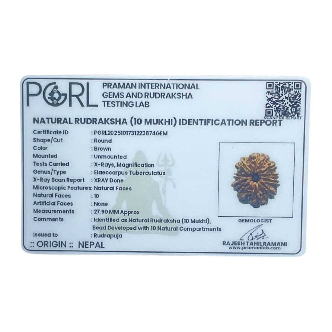 10 Mukhi Rudraksha Nepal - (27.90mm) Certificate
