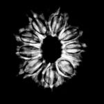 10 Mukhi Rudraksha Nepal - (27.90Mm) 9 10-Mukhi-Rudraksha-Nepal-27.90Mm.jpg