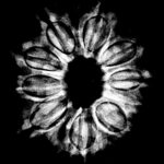 10 Mukhi Rudraksha Nepal - (27.90mm) X - Ray