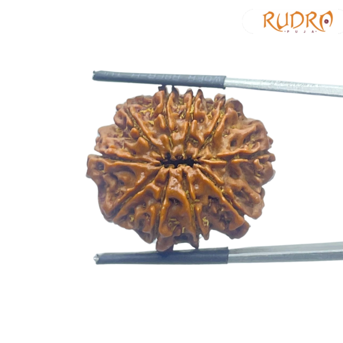 10 Mukhi Rudraksha Nepal - (27.90mm)