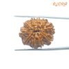 10 Mukhi Rudraksha Nepal - (27.90Mm) 12 10-Mukhi-Rudraksha-Nepal-27.90Mm-Bp-C.jpg