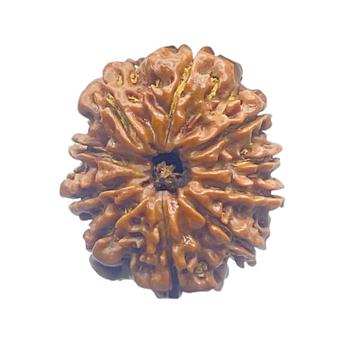 10 Mukhi Rudraksha Nepal - (27.90mm)