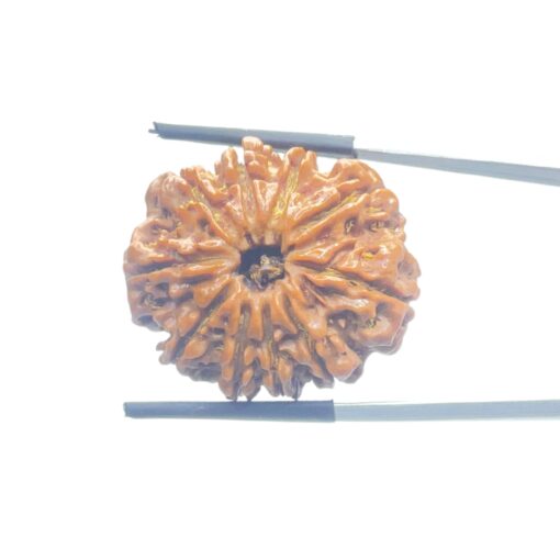10 Mukhi Rudraksha Nepal - (27.90mm)
