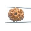 10 Mukhi Rudraksha Nepal - (27.90Mm) 34 10-Mukhi-Rudraksha-Nepal-27.90Mm-Mp-C.jpg