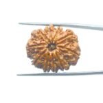 10-Mukhi-Rudraksha-Nepal-27.90mm-MP-C.jpg