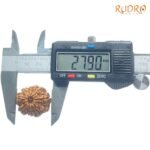 10 Mukhi Rudraksha Nepal - (27.90Mm) 8 10-Mukhi-Rudraksha-Nepal-27.90Mm-Op-C.jpg