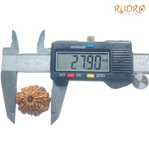 10-Mukhi-Rudraksha-Nepal-27.90mm-OP-C.jpg