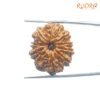 10 Mukhi Rudraksha Nepal - (27.90Mm) 13 10-Mukhi-Rudraksha-Nepal-27.90Mm-Spc.jpg