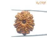 10 Mukhi Rudraksha Nepal - (27.90Mm) 7 10-Mukhi-Rudraksha-Nepal-27.90Mm-Spc.jpg