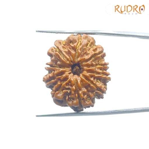 10-Mukhi-Rudraksha-Nepal-27.90mm-SPC.jpg