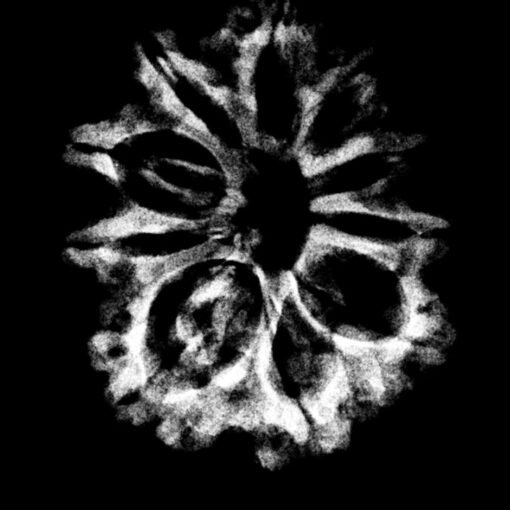 10-Mukhi-Rudraksha-Nepal-27.98mm-1.jpg