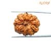10 Mukhi Rudraksha Nepal - (27.98Mm) 14 10-Mukhi-Rudraksha-Nepal-27.98Mm.jpg