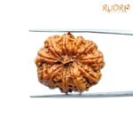 10 Mukhi Rudraksha Nepal - (27.98Mm) 7 10-Mukhi-Rudraksha-Nepal-27.98Mm.jpg