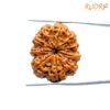 10 Mukhi Rudraksha Nepal - (27.98Mm) 13 10-Mukhi-Rudraksha-Nepal-27.98Mm-Fp-C-2.Jpg