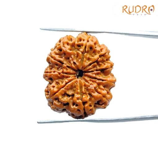 10-Mukhi-Rudraksha-Nepal-27.98mm-FP-C-2.jpg