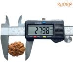 10 Mukhi Rudraksha Nepal - (27.98Mm) 8 10-Mukhi-Rudraksha-Nepal-27.98Mm-Op-C.jpg