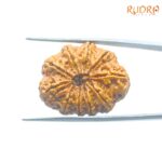 10-Mukhi-Rudraksha-Nepal-28.64mm-BP-C.jpg