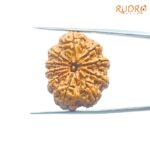 10-Mukhi-Rudraksha-Nepal-28.64mm-FP-C.jpg