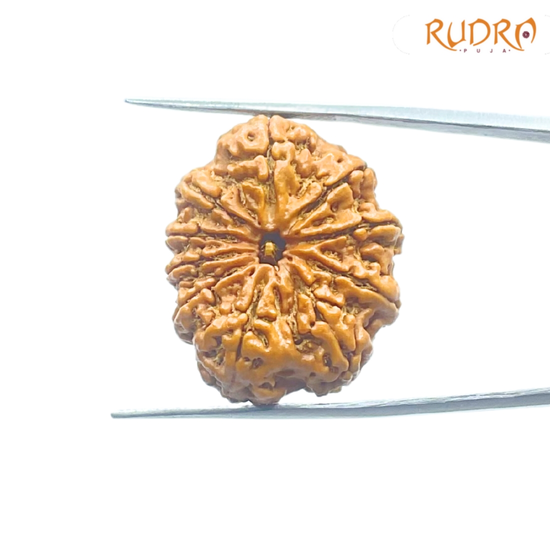 10-Mukhi-Rudraksha-Nepal-28.64mm-FP-C.jpg