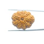 10-Mukhi-Rudraksha-Nepal-28.64mm-MP-C.jpg