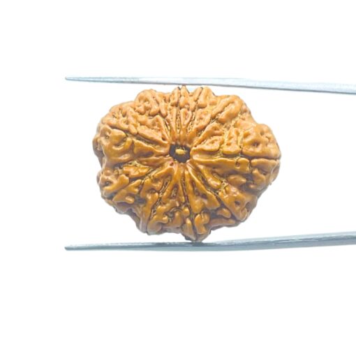 10-Mukhi-Rudraksha-Nepal-28.64mm-MP-C.jpg