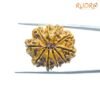 10 Mukhi Rudraksha Nepal With X Ray - (27.42Mm) 13 10-Mukhi-Rudraksha-Nepal-With-X-Ray-27.42Mm-Bp-C.jpg