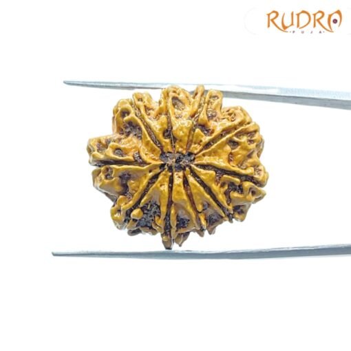 10-Mukhi-Rudraksha-Nepal-with-X-ray-27.42mm-BP-C.jpg