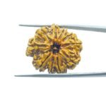 10-Mukhi-Rudraksha-Nepal-with-X-ray-27.42mm-MP-C.jpg
