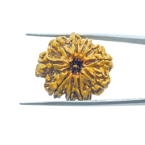 10-Mukhi-Rudraksha-Nepal-With-X-Ray-27.42Mm-Mp-C.jpg