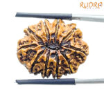 10 Mukhi Rudraksha Original Nepal - (24.86mm)