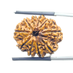 10 Mukhi Rudraksha Original Nepal - (24.86mm)