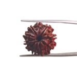 10 Mukhi rudraksha 18.80 mm