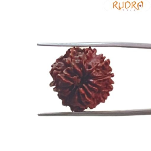 10 Mukhi rudraksha 18.80 mm
