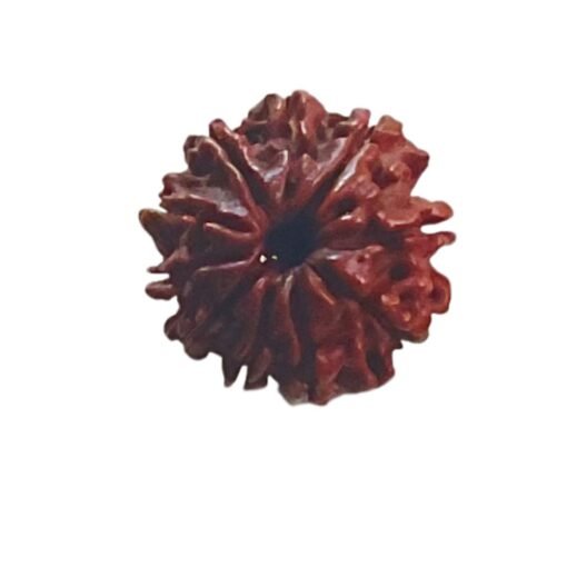 10 Mukhi rudraksha 18.80 mm
