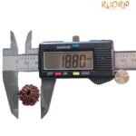 10 Mukhi Rudraksha 18.80 Mm