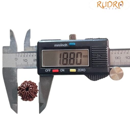 10 Mukhi rudraksha 18.80 mm