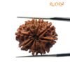 10 Mukhi Rudraksha Nepal - (26.67 Mm)