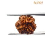 3 Mukhi Rudraksha Nepal (18.26 MM )