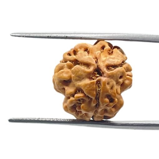 3 Mukhi Rudraksha 16.64 Mm