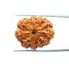 10 Mukhi Rudraksha Nepal - (27.98Mm) 11 10 Mukhi Rudraksha Nepal - (27.98Mm)
