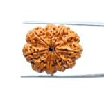 10 Mukhi Rudraksha Nepal - (27.98mm)