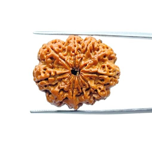 10 Mukhi Rudraksha Nepal - (27.98Mm)