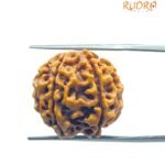6 Mukhi Rudraksha 20.50 Mm