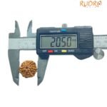 6 Mukhi Rudraksha 20.50 Mm