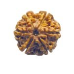 6 Mukhi Rudraksha 20.50 Mm